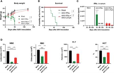 Long-Term Liver Expression of an Apolipoprotein A-I Mimetic Peptide Attenuates Interferon-Alpha-Induced Inflammation and Promotes Antiviral Activity